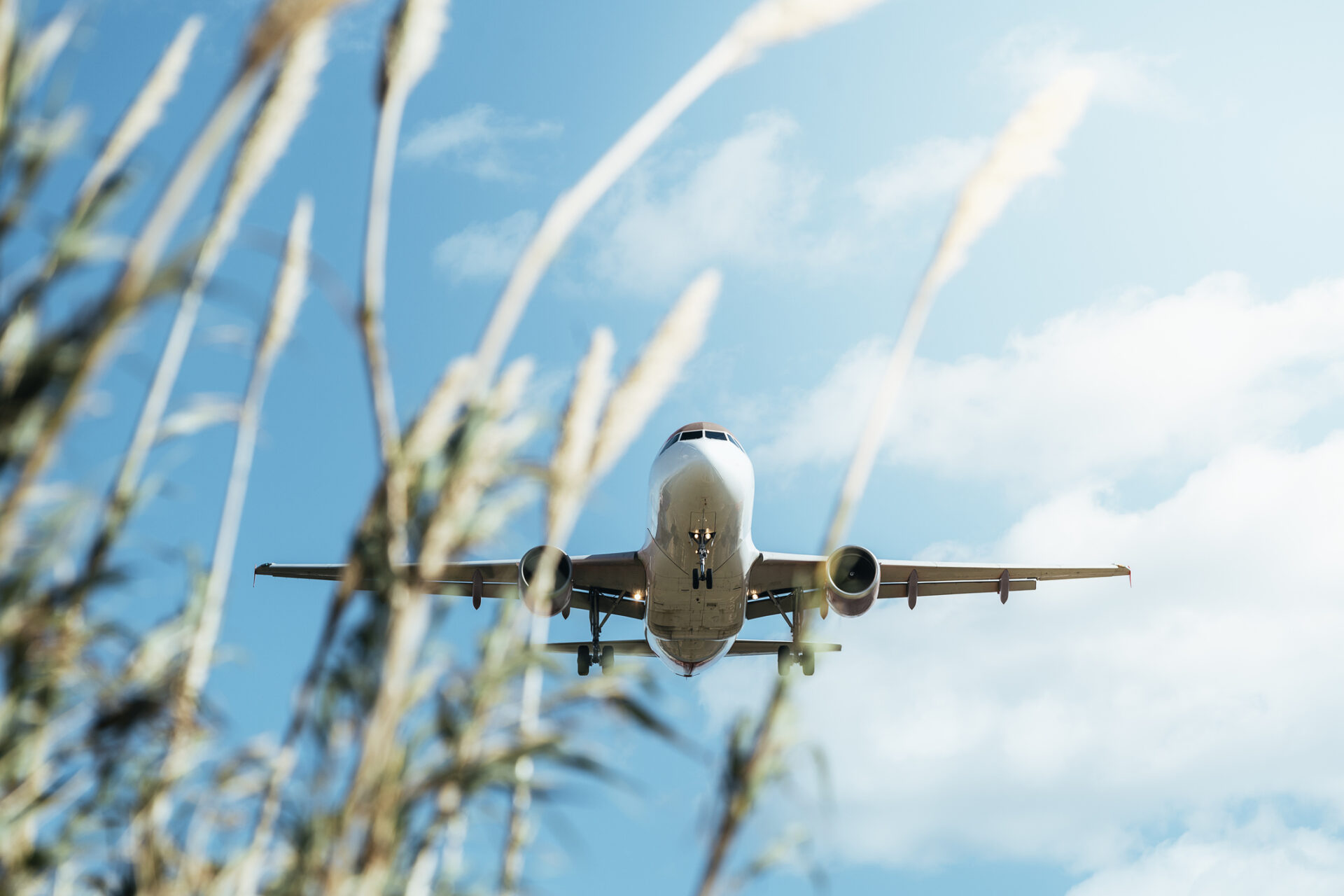 commercial aircraft flying low commercial aircraft flying low with some plants out of focus in the foreground, travel concept, copy space for text